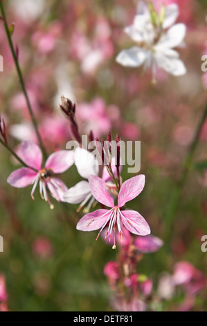 Sternenhimmel Blumen von Gaura Lindheimeri mit langen Staubbeuteln auf Sommertag Stockfoto