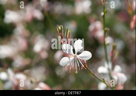 Sternenhimmel Blumen von Gaura Lindheimeri mit langen Staubbeuteln auf Sommertag Stockfoto