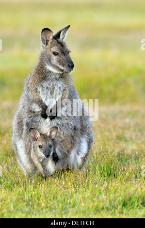 Bennett Wallaby Macropus Rufogriseus weiblich mit Joey im Beutel fotografiert in Tasmanien, Australien Stockfoto