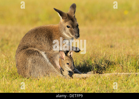 Bennett Wallaby Macropus Rufogriseus Mutter mit Joey im Beutel fotografiert in Tasmanien, Australien Stockfoto