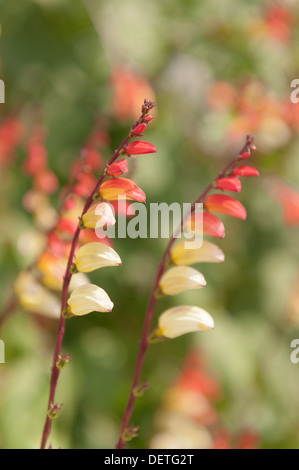 Spanische Flagge interessante Ipomoea Lobata Blumen wie Reihen von Feuerwerkskörpern Stockfoto