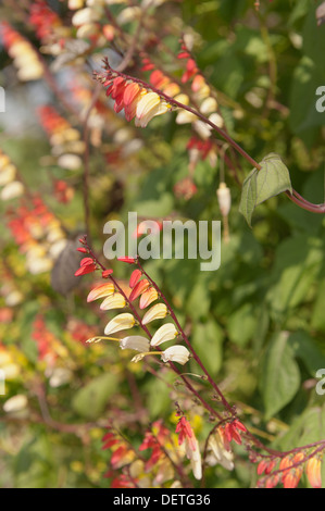 Spanische Flagge interessante Ipomoea Lobata Blumen wie Reihen von Feuerwerkskörpern Stockfoto