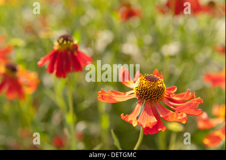 Brillanten Farben rot Helenium Moerheim Beauty oder Sneezeweed Blume Stockfoto