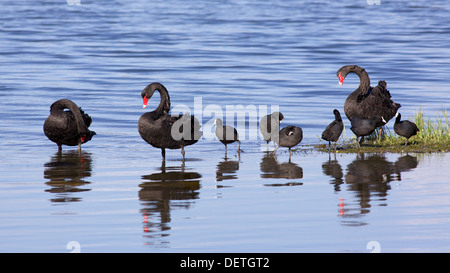 Schwarze Schwäne (Cygnus olor) und eurasischen Blässhühner (Fulica Atra) am Lake Monger in Perth, Western Australia. Stockfoto