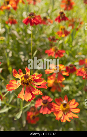 Brillanten Farben rot Helenium Moerheim Beauty oder Sneezeweed Blume Stockfoto