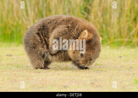 Gemeinsamen Wombat Erwachsenen kratzen Vombatus Ursinus fotografiert in Tasmanien Stockfoto