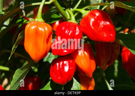 Scotch Bonnet Chilis (Capsicum Chinense) Reifen in der Sonne. UK, 2013. Stockfoto