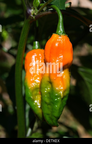 Die Bhut Jolokia Chili, einer der heißesten Chilischoten in der Welt (siehe Textbox für weitere Informationen und andere Namen). Stockfoto