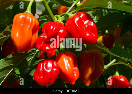 Scotch Bonnet Chilis (Capsicum Chinense) Reifen in der Sonne. UK, 2013. Stockfoto