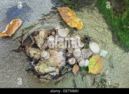 Porzellan-Pilz (oder schleimig Buche Cap) Oudemansiella Mucida. Junge Exemplare zu Buche. Sussex, England. Stockfoto