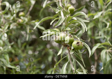 Pyrus Salicifolia leaved Weide Birne mit silbernen länglichen schlanken Blättern und Früchten Stockfoto