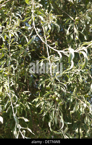 Pyrus Salicifolia leaved Weide Birne mit silbernen länglichen schlanken Blättern und Früchten Stockfoto