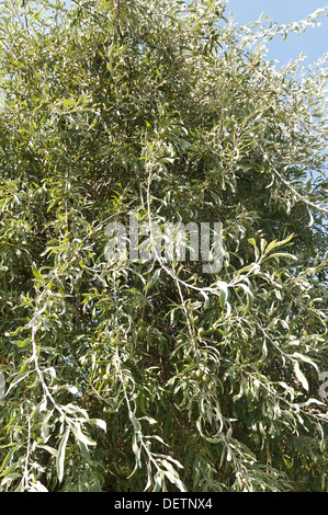 Pyrus Salicifolia leaved Weide Birne mit silbernen länglichen schlanken Blättern und Früchten Stockfoto