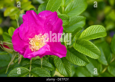 Rosig Brier oder Hundsrose Blüte und Blätter Stockfoto