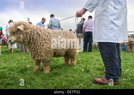 Ein Mann mit seinen Schafen auf Berkeley, Gloucestershire Aug 2013 Stockfoto