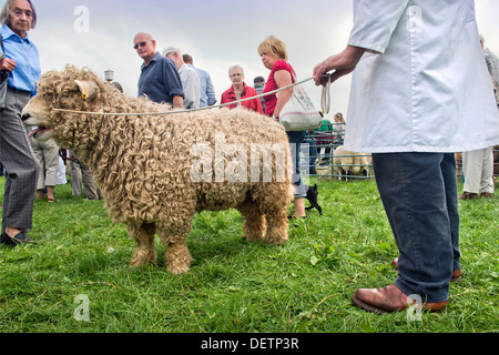 Ein Mann mit seinen Schafen auf Berkeley, Gloucestershire Aug 2013 Stockfoto