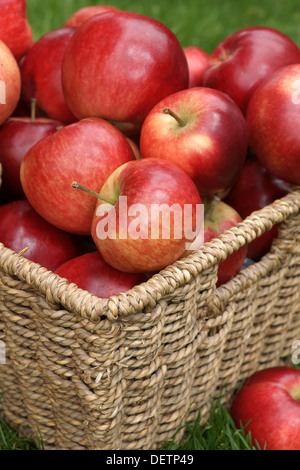 Rot glänzende Entdeckung Äpfel frisch geernteten Stockfoto