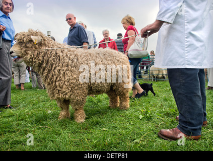 Ein Mann mit seinen Schafen auf Berkeley, Gloucestershire Aug 2013 Stockfoto