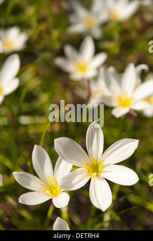 Zephyranthes Candida auf sonnigen Sommer Tag zeigt lange gelbe Staubgefäße gegen Spitzen weißen schmalen Blütenblättern Stockfoto