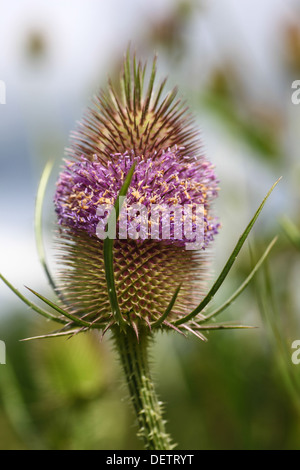 Die Blüte Kopf eines Dipsacus Fullonum oder gemeinsame oder wilden Karde Stockfoto