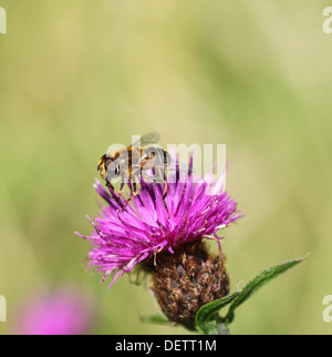 Eristalis Tenax ist eine europäische Hoverfly, auch bekannt als die Drohne fliegen oder Dronefly, auf einer gemeinsamen Flockenblume (Centaurea Nigra) Blume Stockfoto