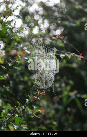 Ein Spinnen-Netz bedeckt im frühen Morgentau machen die Fäden Silber Stockfoto