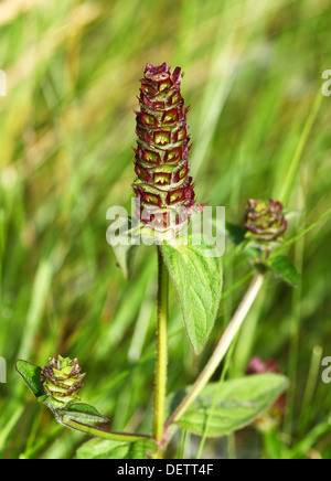 Samenkopf der Selbstheilung oder Selbstheilung, bekannt als Prunella vulgaris, England, Vereinigtes Königreich Stockfoto