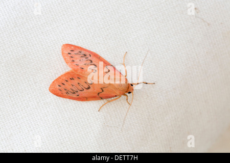 Rosig Lackei Motte; Miltochrista Miniata; UK Stockfoto