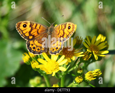 The Wall Brown (Lasiommata megera) oder Wall Butterfly, England, Großbritannien Stockfoto