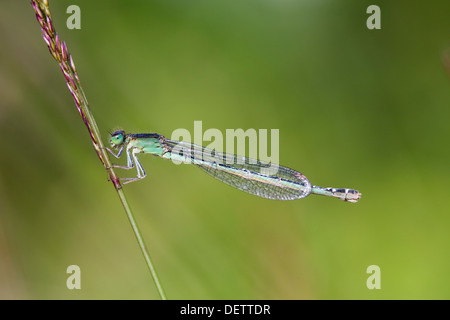 Knappen blauen Tailed Damselfly; Ischnura Pumilio; Weiblich; UK Stockfoto