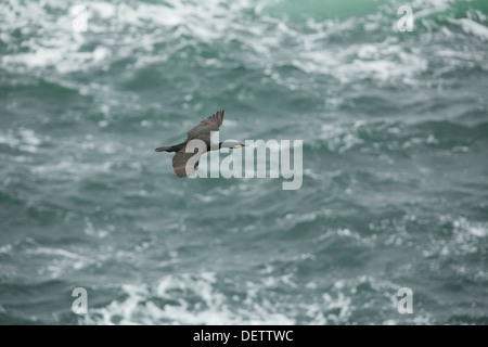 Shag; Phalacrocorax Aristotelis; im Flug; UK Stockfoto