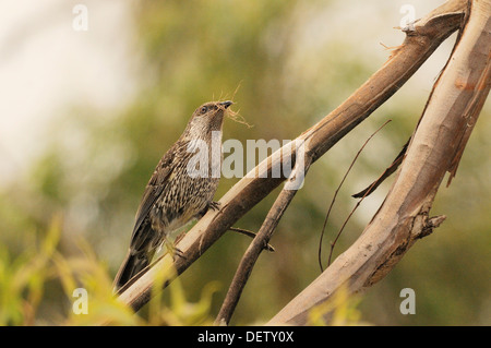 Wenig Wattlebird Anthochaera Chrysoptera fotografiert in Tasmanien, Australien. Sammeln von Nistmaterial Stockfoto