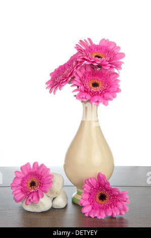 Rosa Gerbera in Vase mit weißen Steinhaufen auf einem dunklen Braun Holzregal Stockfoto