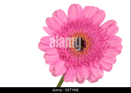 Rosa Gerbera auf Stamm in extreme Nahaufnahme und isoliert in weiss Stockfoto