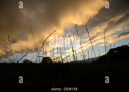 Silhouette lange Gras gegen ein stimmungsvoller Himmel am Abend. Stockfoto