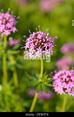 Kaukasische Phuopsis stylosa (crosswort) Stockfoto