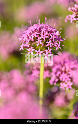 Kaukasische Phuopsis stylosa (crosswort) Stockfoto