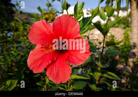 Eine rote Hibiskus Blume in voller Blüte in einem Garten in Nerja, Malaga, Spanien Stockfoto