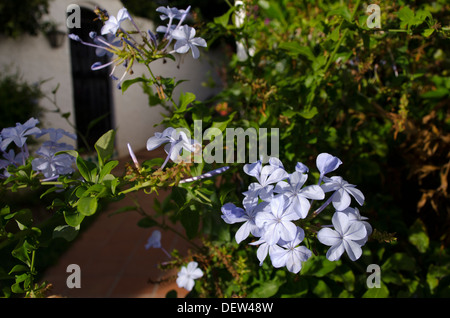 Blue Graphit Blumen in einem Garten in Nerja, Malaga, Spanien Stockfoto