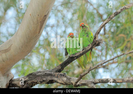 Moschus Lorikeet, Glossopsitta Concinna fotografiert in Tasmanien, Australien Stockfoto