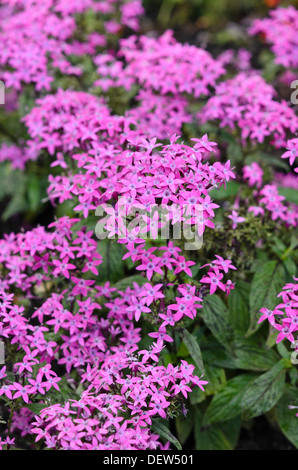 Ägyptischen star Cluster (pentas integrifolia 'graffiti Violett') Stockfoto