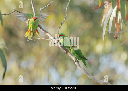 Moschus Lorikeet, Glossopsitta Concinna fotografiert in Tasmanien, Australien Stockfoto