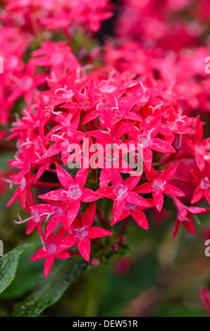 Ägyptischen star Cluster (pentas integrifolia 'graffiti rote Spitze') Stockfoto