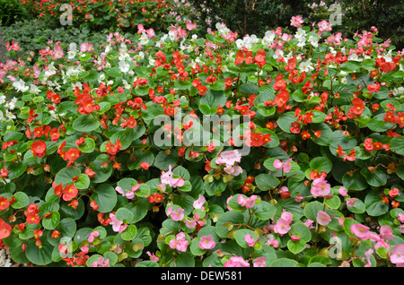 Begonien (Begonia semperflorens) Stockfoto