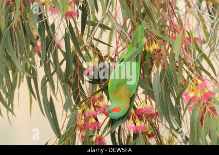 Moschus Lorikeet, Glossopsitta Concinna fotografiert in Tasmanien, Australien Stockfoto