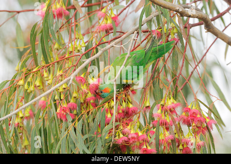 Moschus Lorikeet, Glossopsitta Concinna fotografiert in Tasmanien, Australien Stockfoto