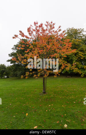 Herbstlaub und rostigen farbige Blätter im Herbst nach Glasgow, Schottland, UK 2013 bringen. Braun, Orange und rote Farben Stockfoto