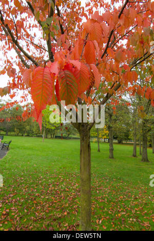 Herbstlaub und rostigen farbige Blätter im Herbst nach Glasgow, Schottland, UK 2013 bringen. Braun, Orange und rote Farben Stockfoto