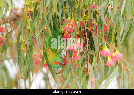 Moschus Lorikeet, Glossopsitta Concinna fotografiert in Tasmanien, Australien Stockfoto