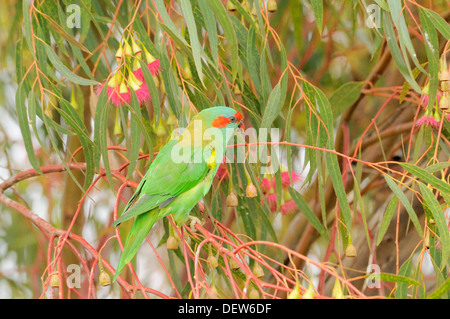 Moschus Lorikeet, Glossopsitta Concinna fotografiert in Tasmanien, Australien Stockfoto